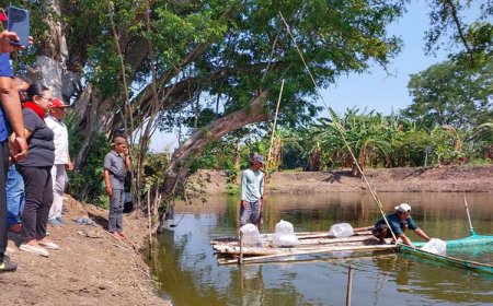 Dukung Ketahanan Pangan, Legislator PDIP Sebar Bibit Ikan di Telaga Sambikerep
