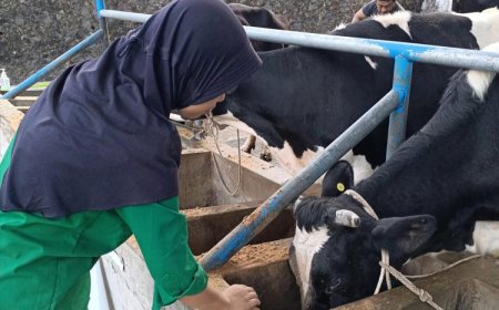 Magang MBKM di Koperasi SAE Pujon, Mahasiswa Polbangtan Malang Lakukan Ini