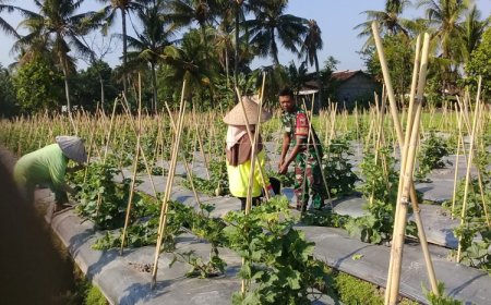 Peran Babinsa Kapongan Membantu Petani Mewujudkan Ketahanan Pangan