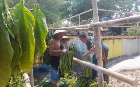 Babinsa Koramil Ploso Bantu Jemur Tembakau Petani Desa Pagertanjung