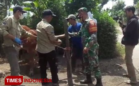 Babinsa Rowokangkung dan Tim Puskeswan Lumajang Bantu Penanganan PMK Melalui Vaksinasi Ternak