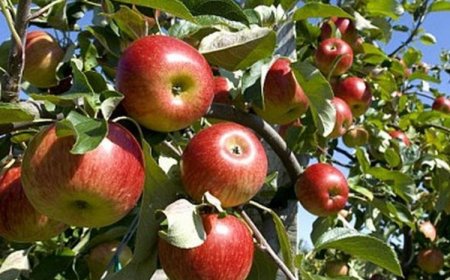 Bukan Malang Atau Batu, Ternyata Inilah Daerah Penghasil Buah Apel Terbanyak di Jawa Timur