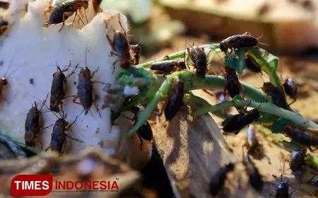 Bukan Suara Biasa, Suara Jangkrik Bisa Berantas Hama?