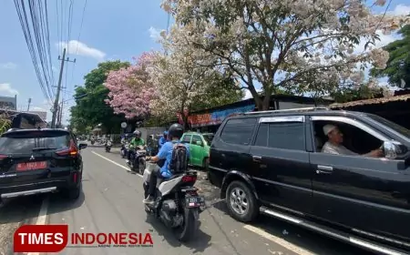 Menelusuri Tabebuya, Tanaman Asal Brasil yang Sudah Ditanam Pemkot Malang Sejak 2015