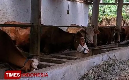 Jelang Nataru, Ketersediaan Daging di Banyuwangi Dipastikan Cukup