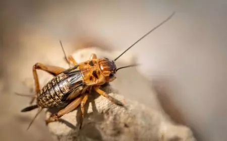 Ramai tentang Wolbachia, Dosen UNISMA Tawarkan Pengendalian dengan Suara Jangkrik