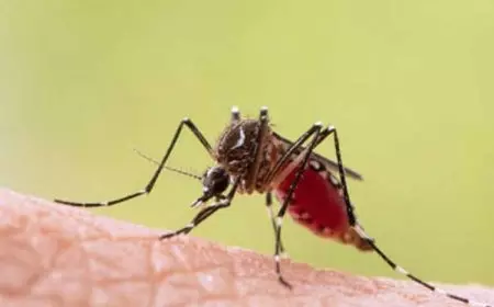 Kasus DBD Rendah di Banyuwangi Tak Masuk Prioritas Penyebaran Nyamuk Wolbachia