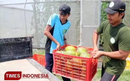 Polbangtan Malang Kembangkan Budidaya Melon Premium
