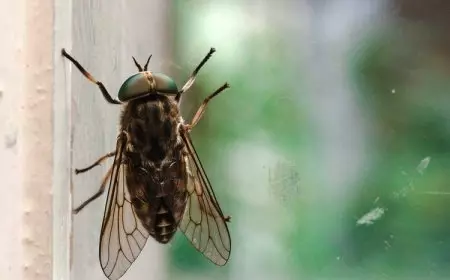 DLH Kota Malang Mulai Pengendalian Lalat di TPA Supit Urang dan Pemukiman Warga