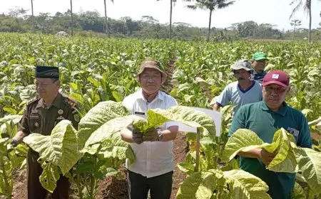 Komoditi Tembakau Lagi Naik Daun, Petani di Kabupaten Malang Didorong Budidaya
