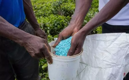 Ada yang Jajakan Pupuk Murah ke Rumah Warga Bondowoso, Waspada Pupuk Palsu