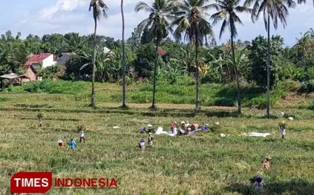 Meski Sempat Terdampak El Nino, Produksi Padi di Banyuwangi Masih Surplus