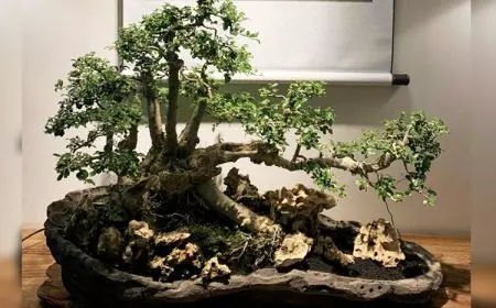 Owah Gingsir The Shalimar Boutique Hotel Malang, Peringati Chinese New Year dengan Akulturasi Budaya