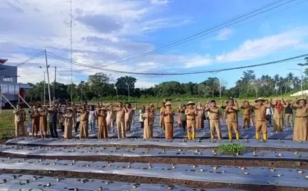 Hadapi El Nino dan Inflasi Daerah, Pemkab Morotai Menanam Tanaman Holtikultura