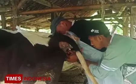 Mahasiswa KSM Tematik Unisma Malang Gelar Kegiatan Kesehatan Ternak Sapi Perah di Desa Wringinanom