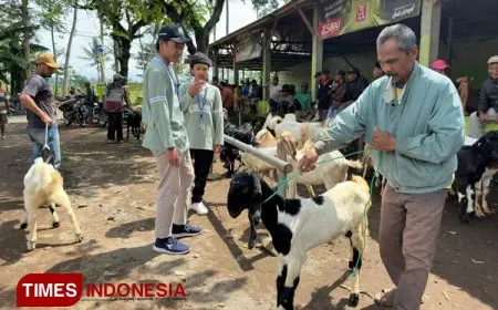 KSM-T Unisma Malang Mengulik Pasar Sapi di Desa Pajaran