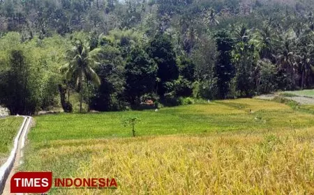 Pemerintah Daerah Aceh dan Petani Sambut Gembira Alokasi Pupuk Subsidi