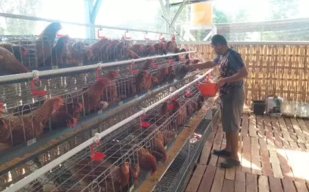 Satgas Pandu Kodim 0812 Lamongan Kembangkan Budidaya Ayam Petelur untuk Ketahanan Pangan