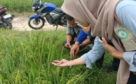 Brigade Pangan di OKI Terus Dikawal, Mahasiswa Polbangtan Malang Turun ke Lapangan