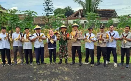 Polsek Purwareja Klampok Banjarnegara Panen Raya Jagung Hibrida dan Ungu