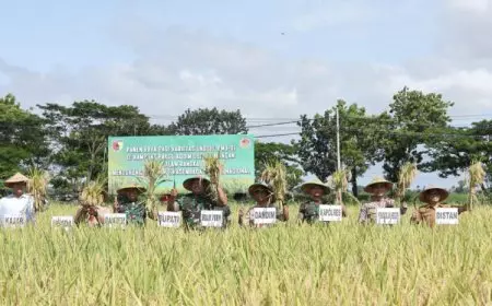 Brigjen Ramli Turun ke Sawah, Puas Lihat Panen Melimpah di Lamongan