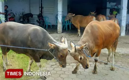 Sapi Bali Jadi Favorit Masyarakat Banyuwangi untuk Kurban Idul Adha