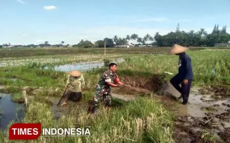 Seragam Loreng Berpadu Cangkul: Kisah Inspiratif Babinsa dan Petani di Desa Birowo