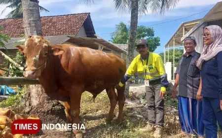 Idul Adha 2025, Tambang Emas PT BSI Bagikan 67 Ekor Hewan Kurban