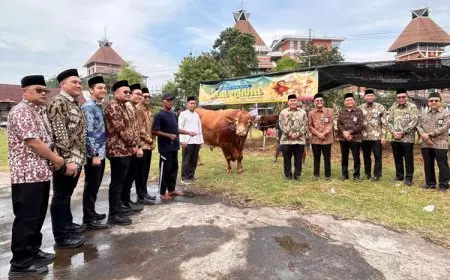 Dharma Lautan Utama Kurban 73 Ekor Sapi Lokal Jumbo