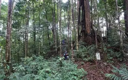 Kemenhut RI Umumkan Dua Spesies Anggrek dari Kalimantan