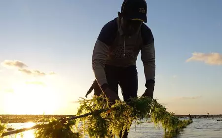 Sinergi Mendukung Budi Daya Rumput Laut Berkelanjutan dan Pelestarian Terumbu Karang