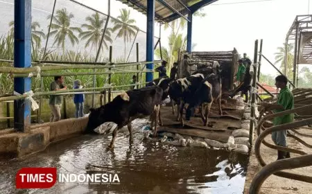 Farm KAN Jabung Menambah Populasi 224 Sapi Perah, Siap Tingkatkan Produksi Susu Segar