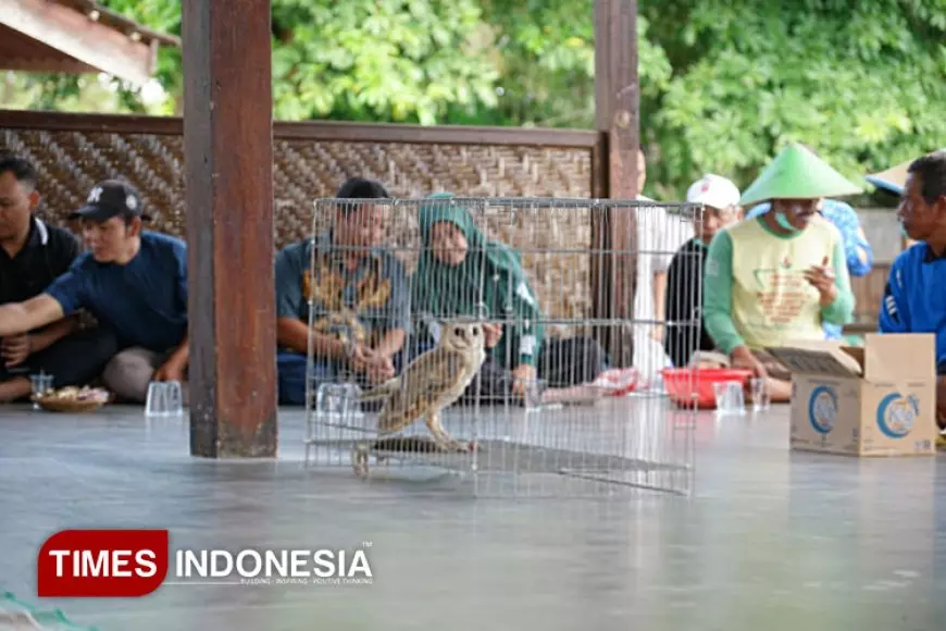 Senjata Alami Hama Tikus, Dispertan Banyuwangi Lepaskan 421 Burung Hantu
