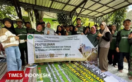 Mengadapi Musim Kemarau, Mahasiswa Magister UNISMA Menggelar Pelatihan Pembuatan Amoniasi Jerami