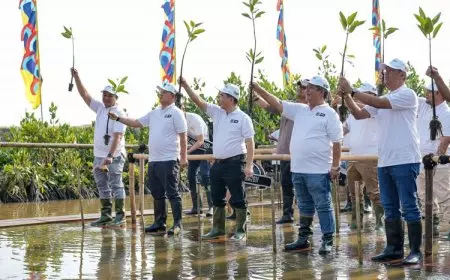 Komitmen PT KCN dalam Penanaman Mangrove sepanjang 4 Kilometer Mendukung Hari Mangrove Sedunia 2025