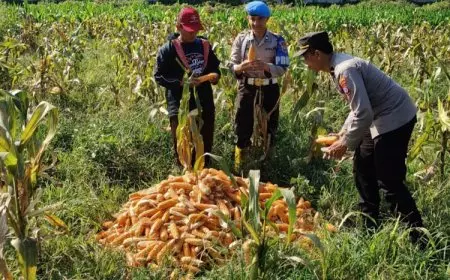 Dukung Ketahanan Pangan, Polresta Malang Kota dan Gapoktan Panen 2,5 Ton Jagung