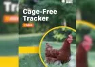 Laporan Asia Cage-Free Tracker 2025 Soroti Lambatnya Transparansi Perusahaan Pangan