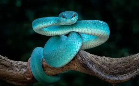 Ular Endemik Indonesia jadi Inspirasi Karakter Gary De'Snake Zootopia 2