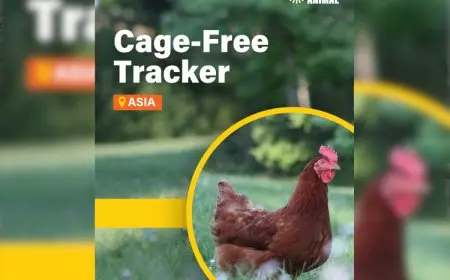 Laporan Asia Cage-Free Tracker 2025 Soroti Lambatnya Transparansi Perusahaan Pangan
