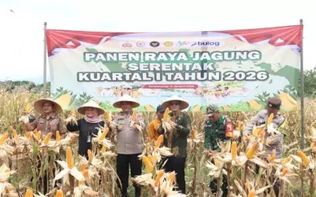 Polresta Banyuwangi Panen Raya 126 Ton Jagung