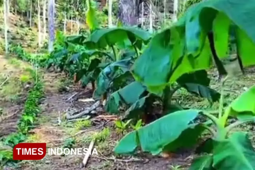 Selain Pisang Srimulyo, Pisang Mas Kirana Prospek Dikenalkan di Kabupaten Malang