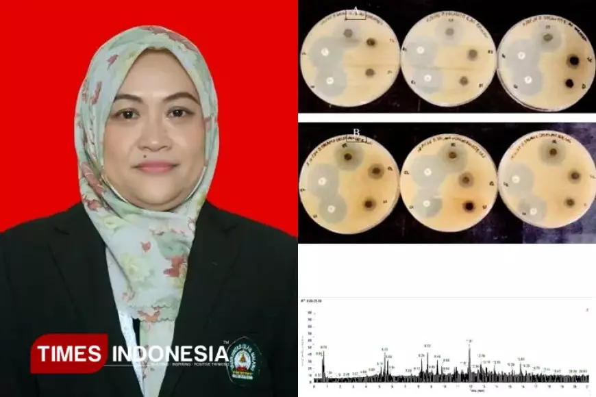 Penelitian UNISMA, Kenalkan Potensi Daun Salam Sebagai Antibiotika Alami